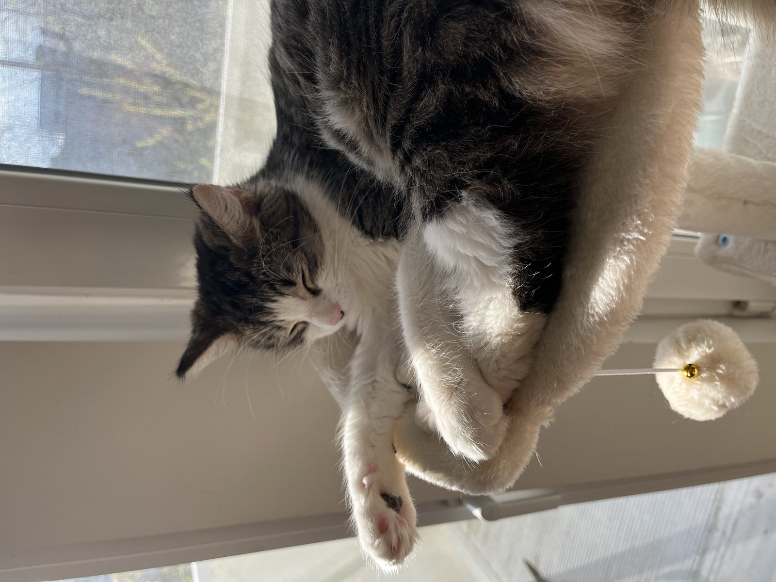 my cat sunbathing